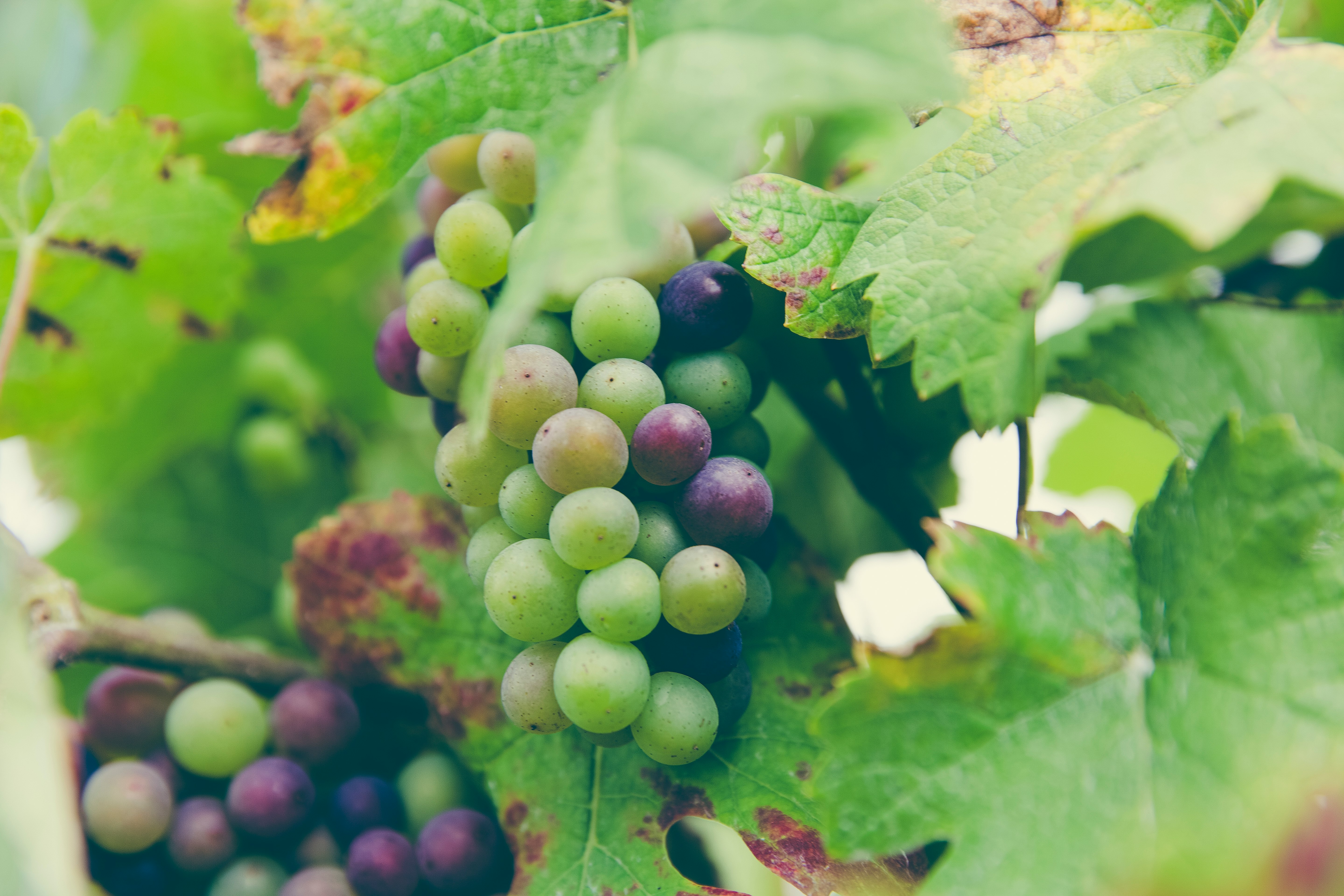 green and purple grapes hanging on vines